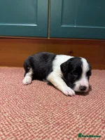 Sprollie dogs River - 9 week old Sprollie - Advert 1