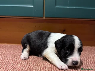 Sprollie dogs River - 9 week old Sprollie - Advert 1