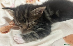 Mixed Breed cats for sale: Gorgeous kittens for sale - Image 3