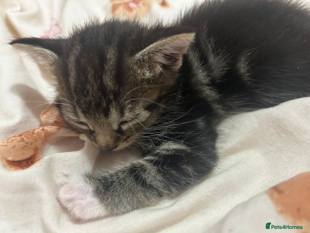 Mixed Breed cats for sale: Gorgeous kittens for sale - Image 3