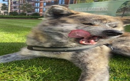 Japanese Akita Inu dogs for sale: Beautiful brindle Japanese Akita  - Image 13