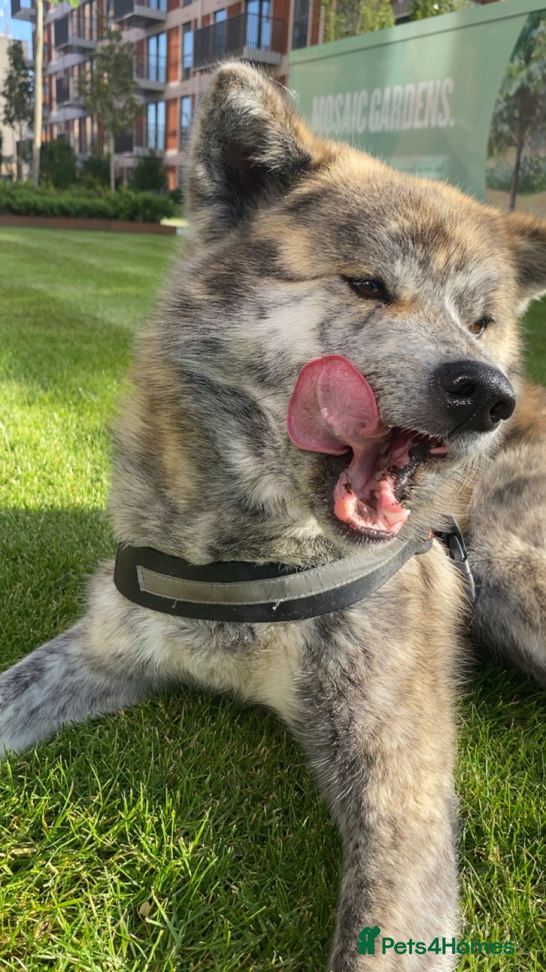 Japanese Akita Inu dogs for sale: Beautiful brindle Japanese Akita  - Image 13