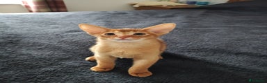 Abyssinian Kitten 2