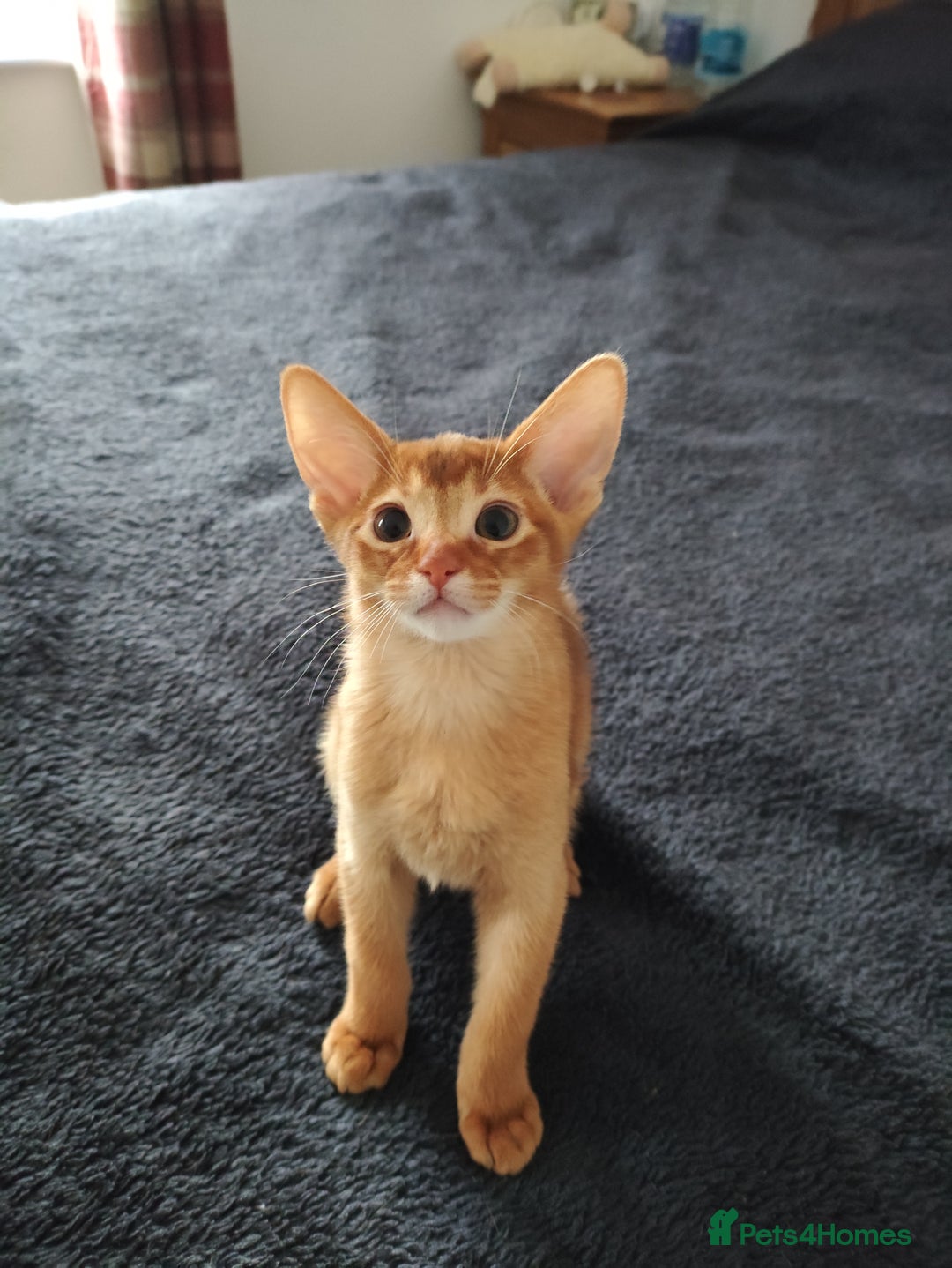Abyssinian cats for sale: Beautiful Abyssinian Kittens 🐈 - Advert 3