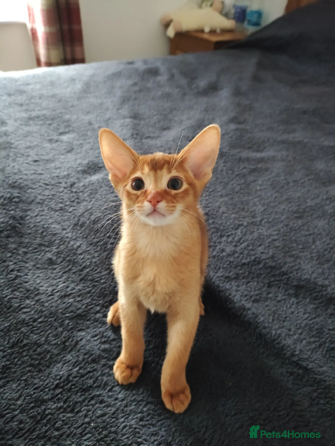 Abyssinian cats for sale: Beautiful Abyssinian Kittens 🐈 - Advert 21
