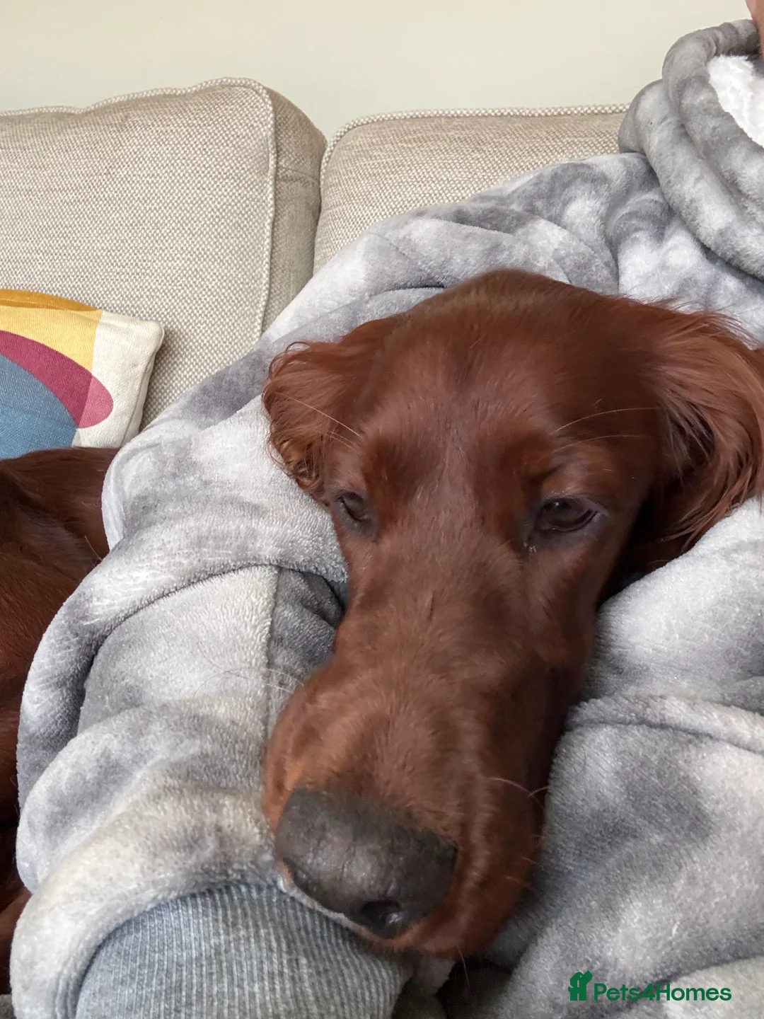 Irish Setter dogs for sale: Irish Red Setter  in Winchester - Advert 1