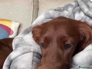 Irish Setter dogs Irish Red Setter in Winchester - Advert 3