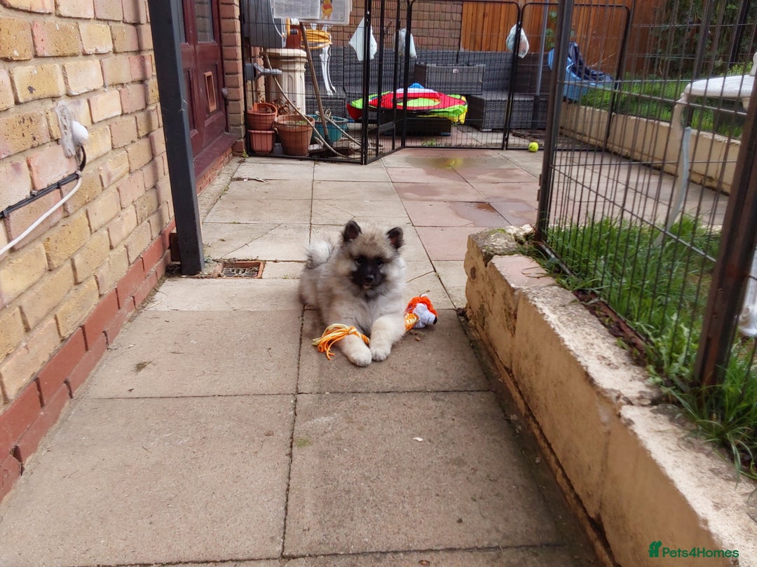 Keeshond dogs for sale: Stunning male Keeshond Puppy ready to go - Image 12