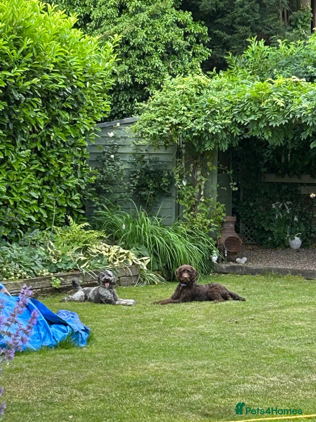 Labradoodle dogs for sale: Labradoodle puppies  in Markfield - Advert 2