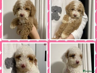 Cavapoo dogs 2 Gorgeous cavapoo girls - Advert 6