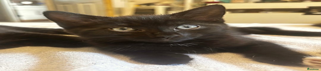 Norwegian Forest Cat Kitten 6