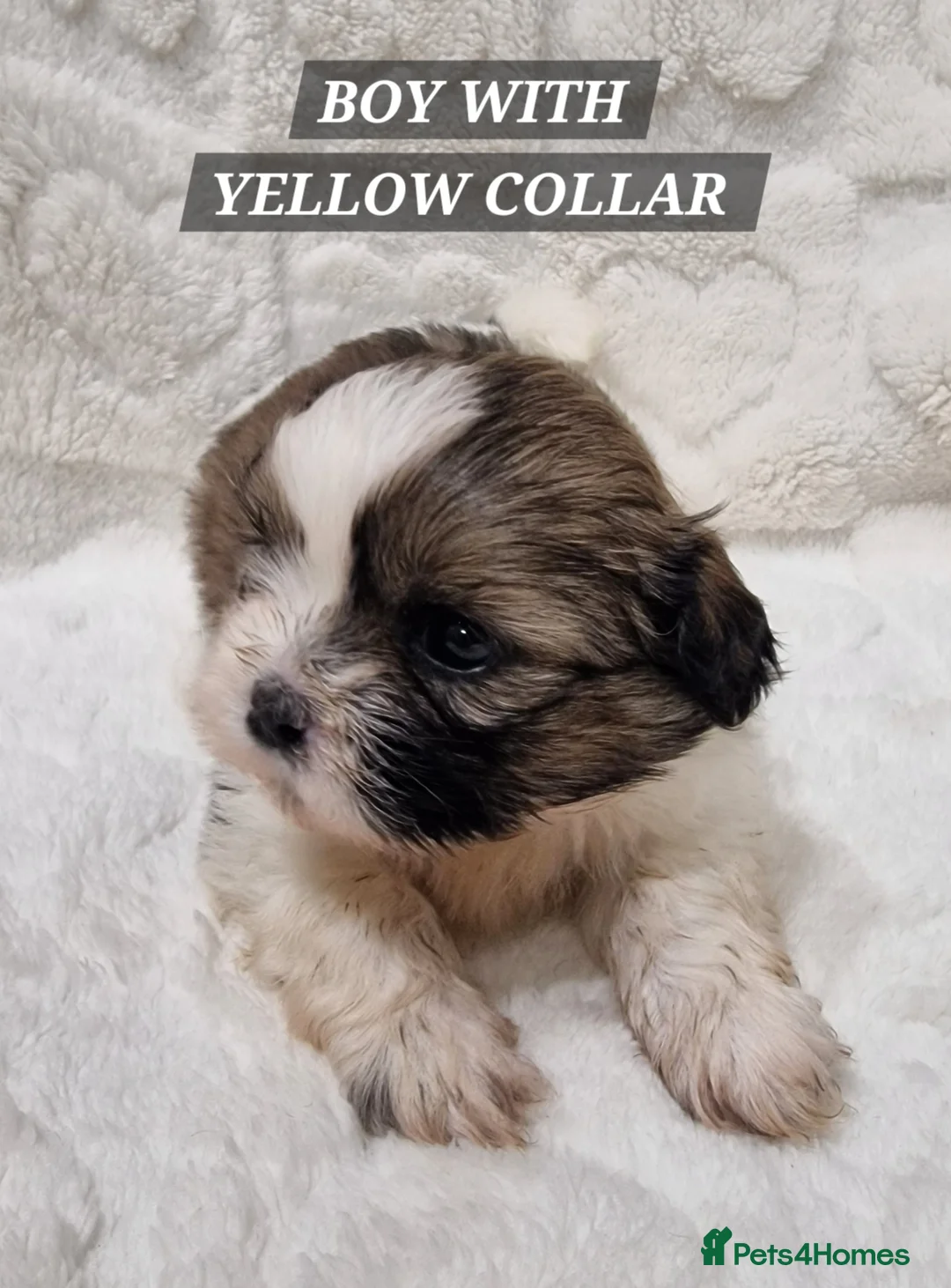 Shih Tzu dogs for sale: Pure breed Shih Tzu puppy - Advert 9