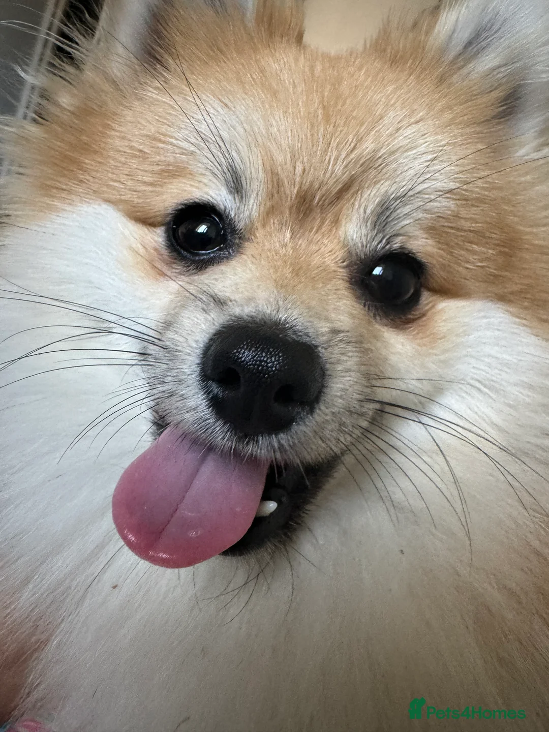 Pomeranian dogs for sale: Simba  - Advert 5