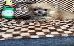 Mixed Breed dogs for sale: RARE  Shipom /pomshi Pomeranian and Shihtzu cross  - Image 18