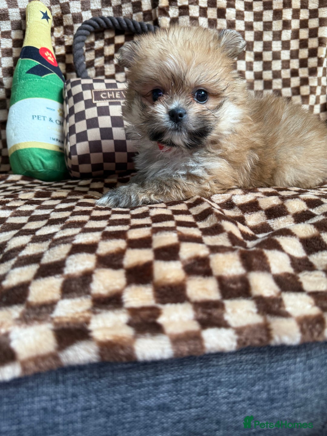 Mixed Breed dogs for sale: RARE  Shipom /pomshi Pomeranian and Shihtzu cross  - Image 18