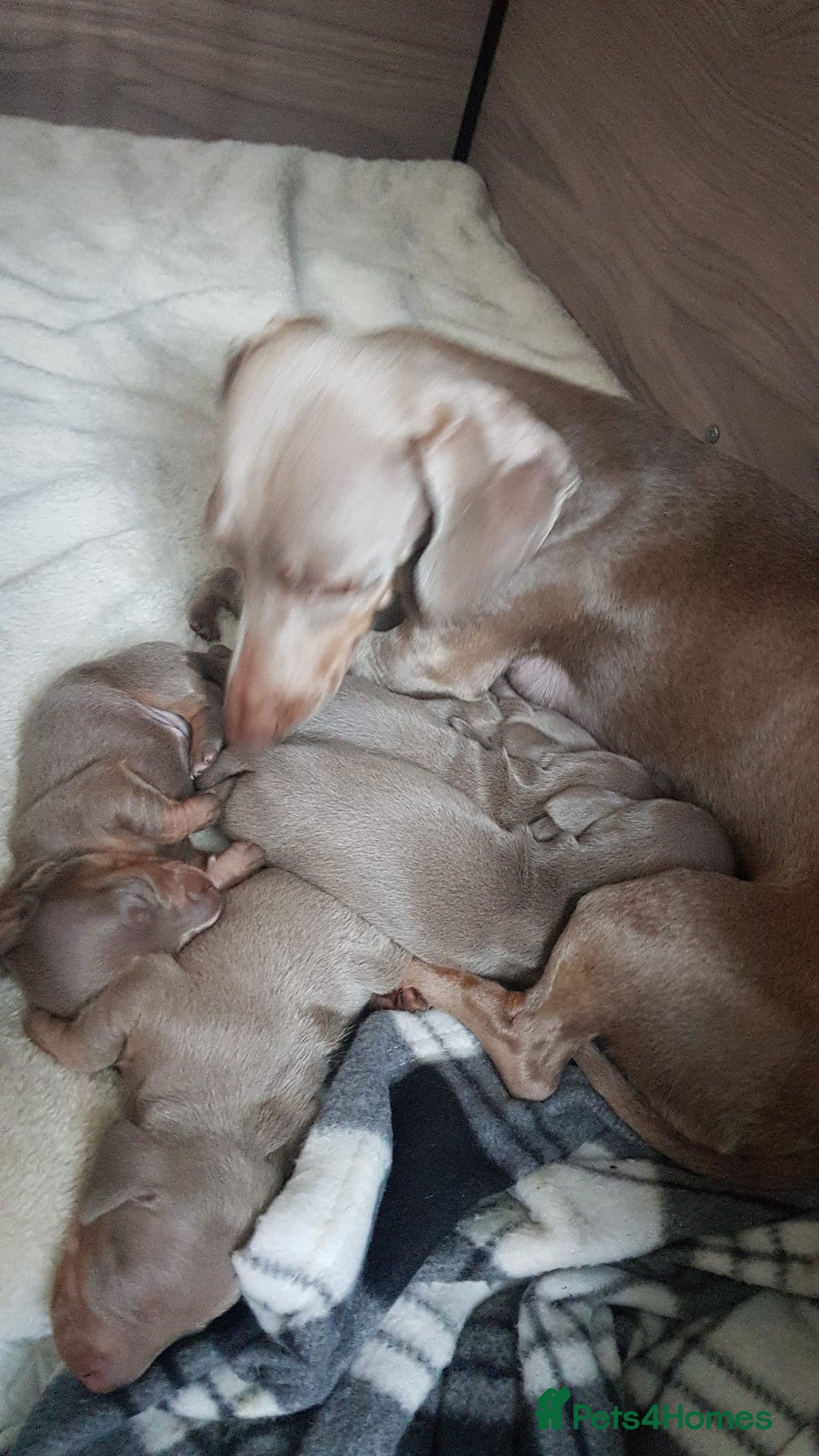 Miniature Dachshund dogs for sale: Miniature dachshund  - Advert 3