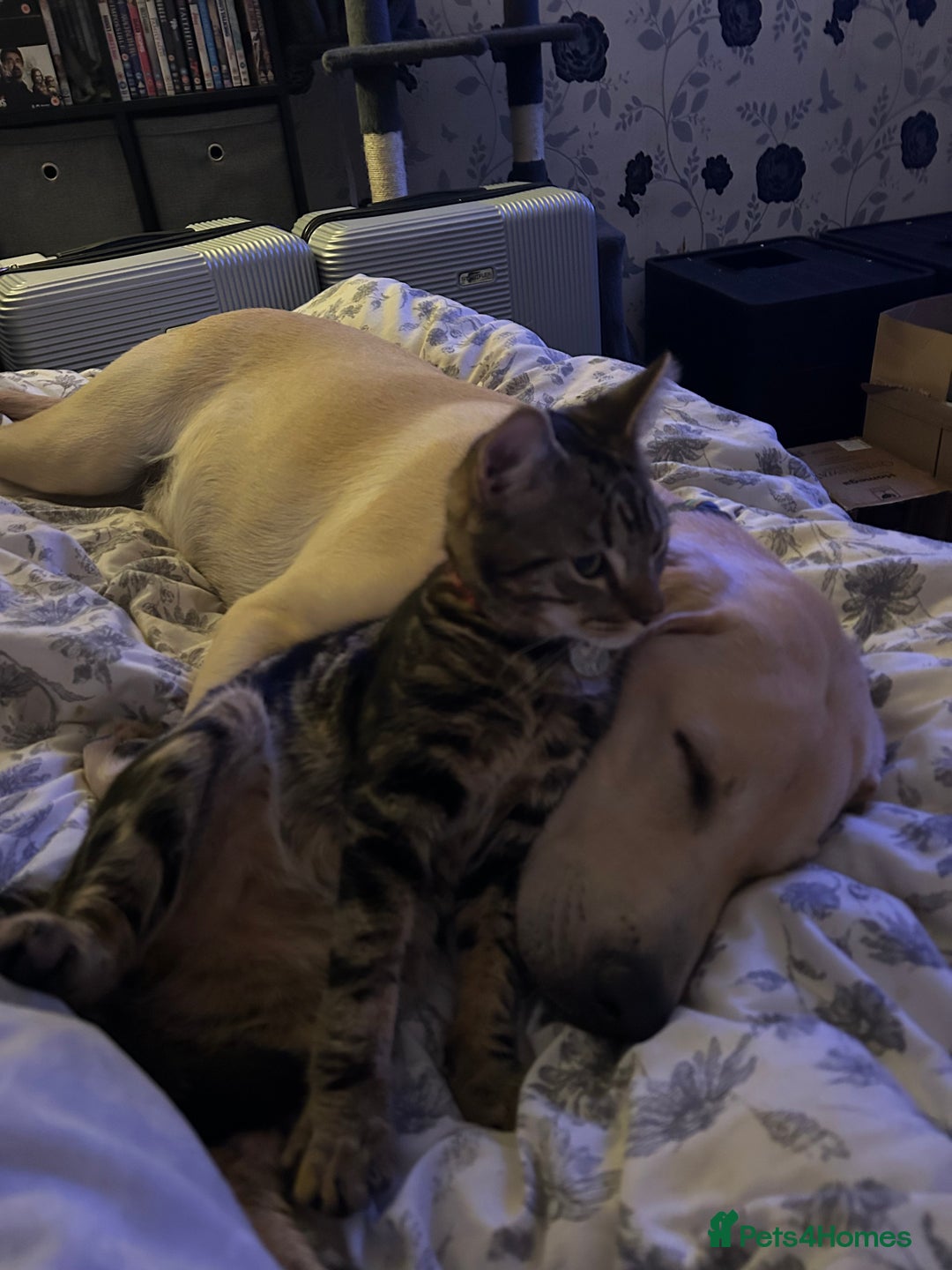 Bengal cats for sale: Bengal male looking for a loving home  - Advert 5