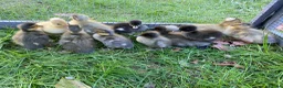 Ducks poultry for sale: Pure Indian Runner Ducklings + Fertile Eggs - Advert 3