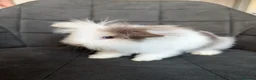 Lionhead rabbits for sale: Beautiful Double-maned Lionhead Rabbits for Sale - Advert 18