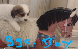 Jack Russell dogs for sale: Beautiful jack Russell puppies  - Image 9