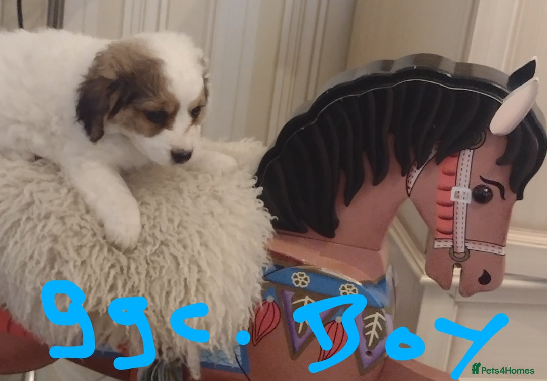 Jack Russell dogs for sale: Beautiful jack Russell puppies  - Image 9