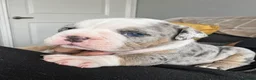 Old Tyme Bulldog dogs for sale: Only 1 beautiful pup left ( Bertie)  - Advert 25