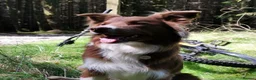 Border Collie dogs for stud: STUD DOGS PROVEN Red / Chocolate & Black and White in Bingley - Advert 5