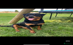 Rottweiler dogs for sale: Beautiful Rottweiler Female - Image 1