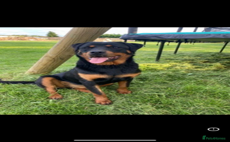 Rottweiler dogs - Advert 1