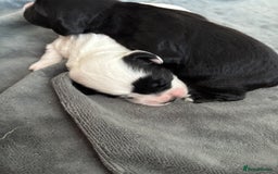 Cocker Spaniel dogs for sale: KC Registered Working Cocker Spaniel puppies - Image 12