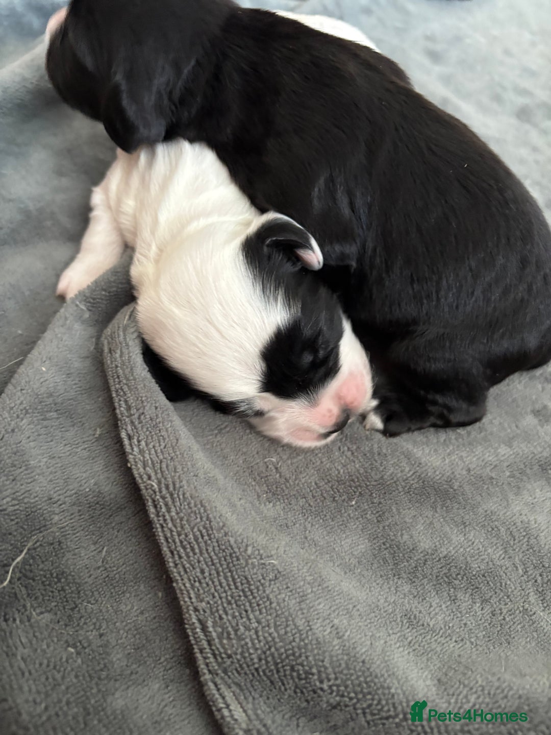 Cocker Spaniel dogs for sale: KC Registered Working Cocker Spaniel puppies - Image 12