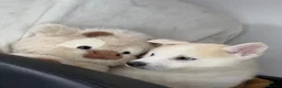 Siberian Husky dogs for sale: Siberian husky puppies  - Advert 17