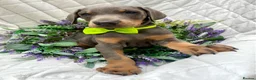 Dobermann dogs for sale: *KC REGISTERED* HEALTH TESTED DOBERMAN PUPPIES* - Advert 3