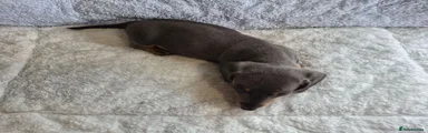 Miniature Dachshund 4
