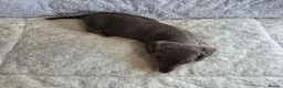 Miniature Dachshund dogs for sale: Miniature Dachshund puppies  in Barnsley - Advert 19