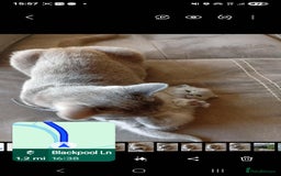 British Shorthair cats for sale: British Shorthair 1 little girl - Image 7