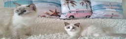 Ragdoll cats for sale: 💕Beautiful TICA Ragdolls Kittens 💕 - Advert 13