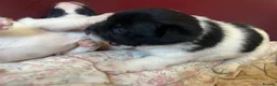 Jack Russell dogs for sale: 2 boy jack Russel  - Advert 6
