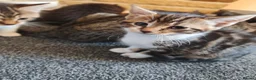 Mixed Breed cats for sale: 7 kittens for sale  - Advert 2