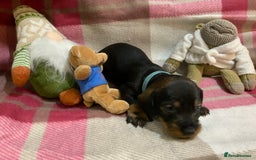 Dachshund dogs for sale: KC reg Standard Wire Haired Dachshunds - Image 3