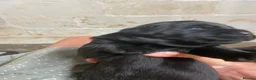 Labrador Retriever dogs for sale: Show bred quality labrador Retrievers in Newton Abbot - Advert 3