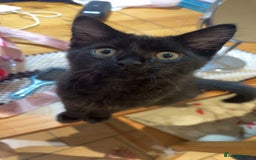 Maine Coon cats for sale: Our beautiful Enzo - Image 2