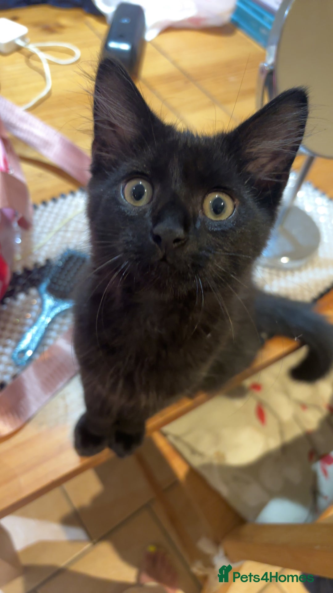 Maine Coon cats for sale: Our beautiful Enzo - Image 2