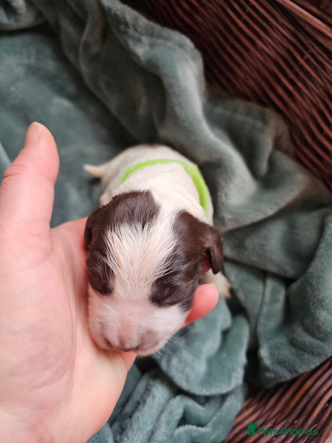 Cocker Spaniel dogs for sale: Chocolate roan working cocker spaniel puppies  - Image 3