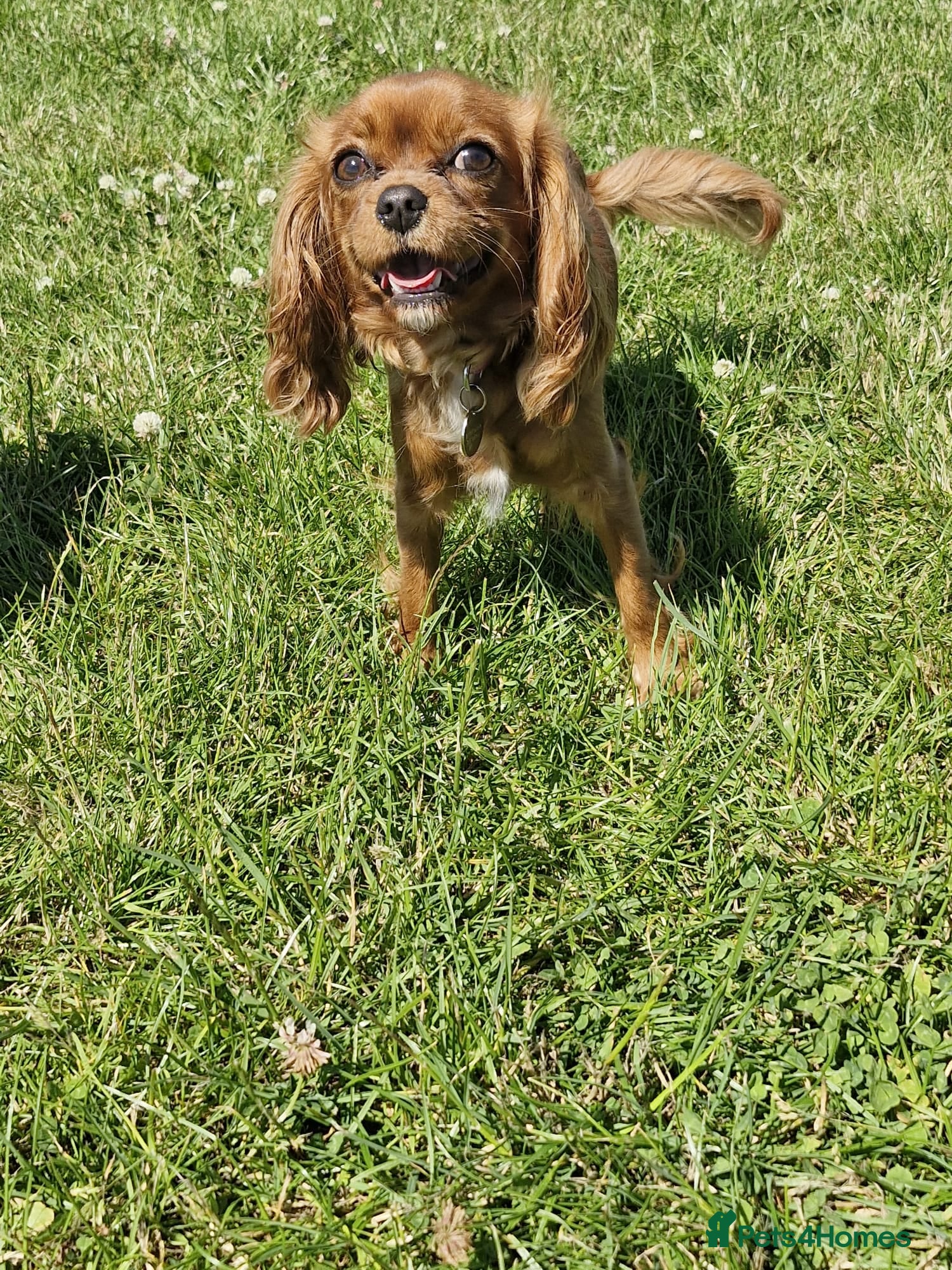 Cavapoo dogs Cavapoo puppy - Advert 6