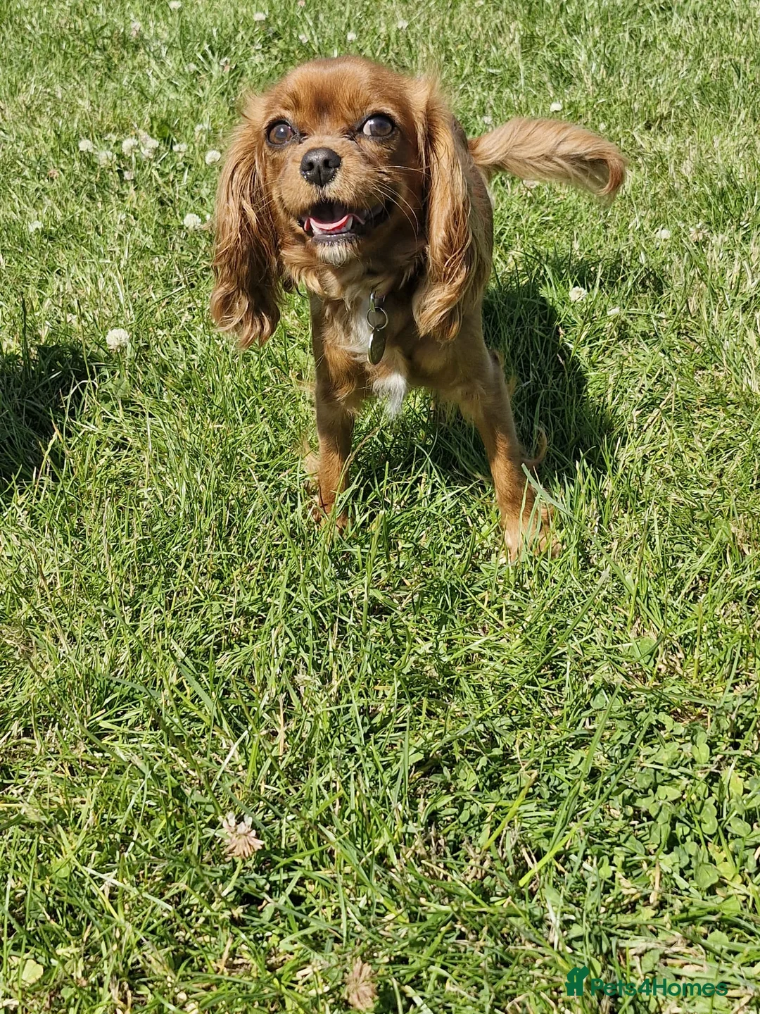Cavapoo dogs for sale: Cavapoo puppy in Aberdeen - Advert 1