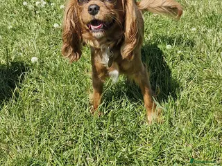 Cavapoo dogs Cavapoo puppy - Advert 6