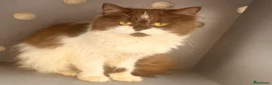 British Longhair 
