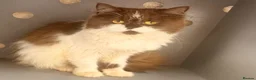 British Longhair cats for sale: Chocolate bi colour British shorthair  - Advert 2