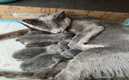 Russian Blue cats for sale: *TOP* Quality TICA GCCF Russsian Blue Kittens - Image 8